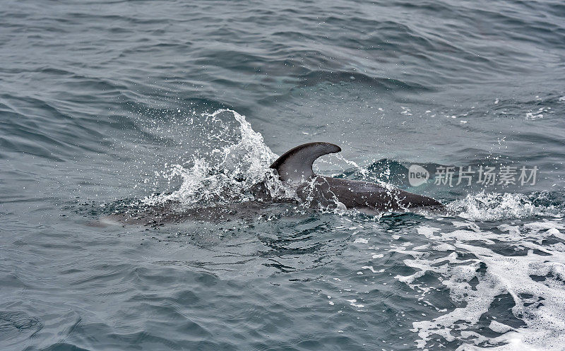 太平洋白边海豚(Lagenorhynchus obliquidens)，也被称为钩鳍海豚，是一种非常活跃的海豚，发现于北太平洋的凉爽或温带水域。靠近法拉隆群岛的太平洋